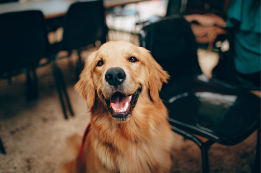 Could a Sticker Save Your Dog’s Life? The Power of Pet Emergency Window Decals