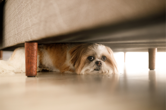 Know Your Pet’s Hiding Spots: A Fire Safety Must for Dog Owners