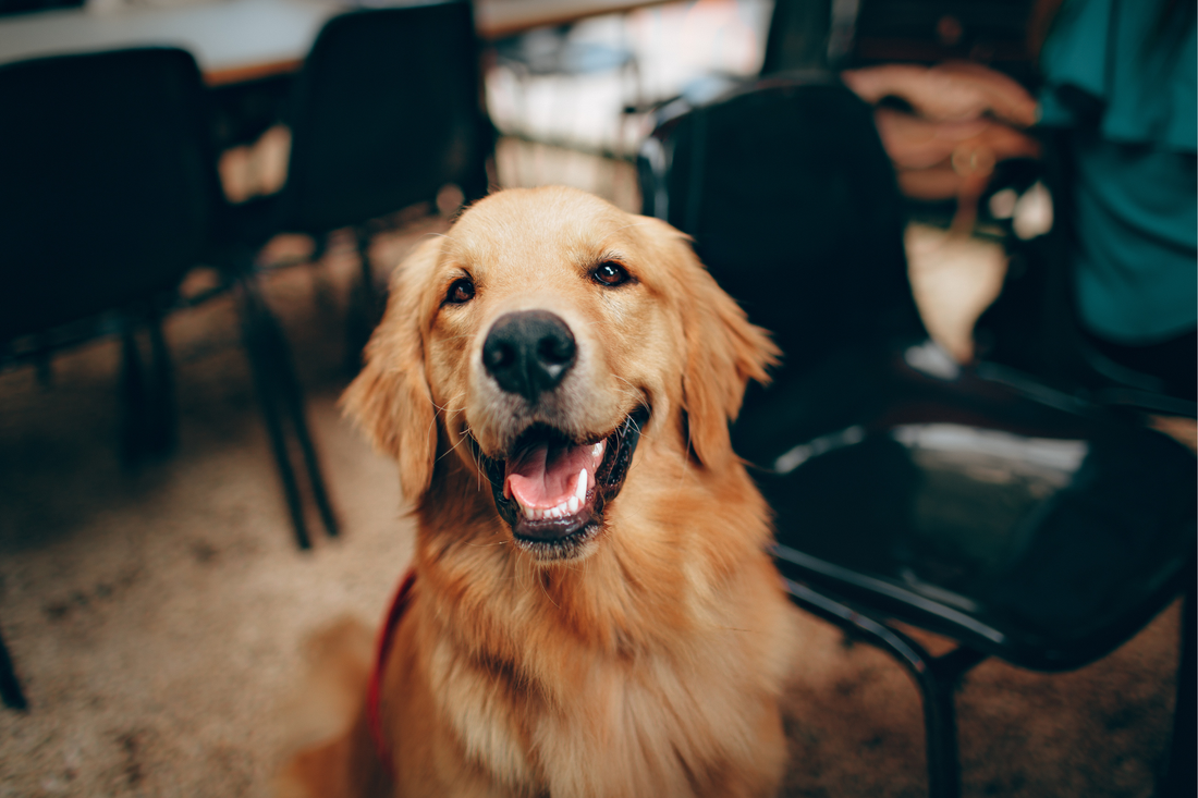 Could a Sticker Save Your Dog’s Life? The Power of Pet Emergency Window Decals