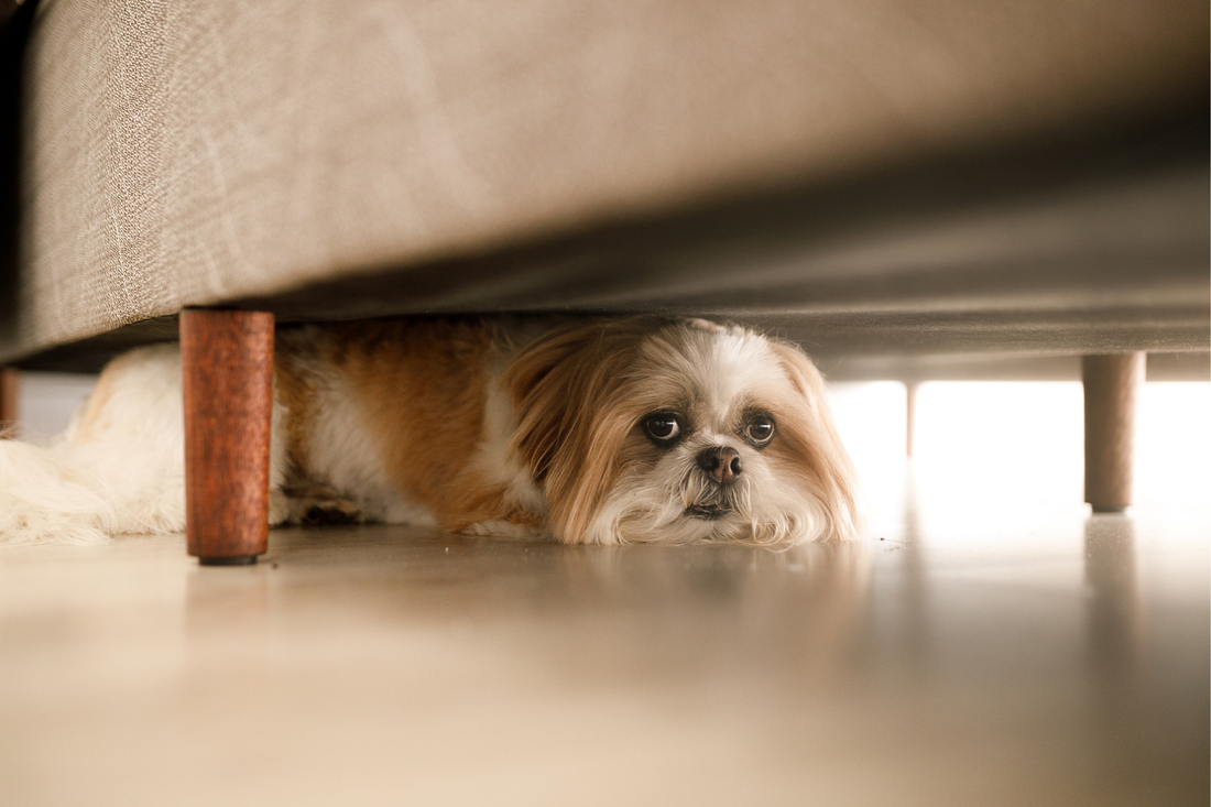 Know Your Pet’s Hiding Spots: A Fire Safety Must for Dog Owners