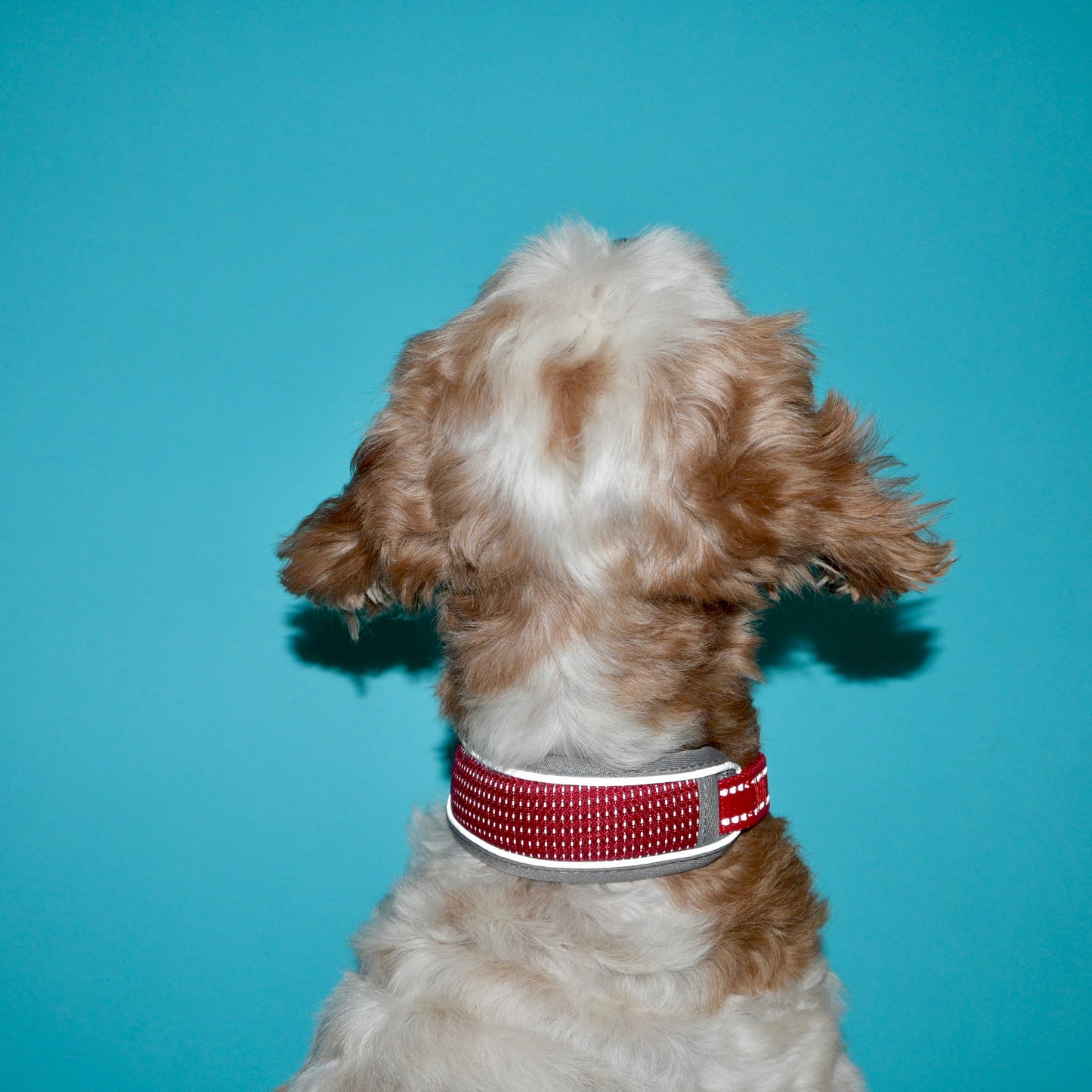 NightSafe Reflective Collar