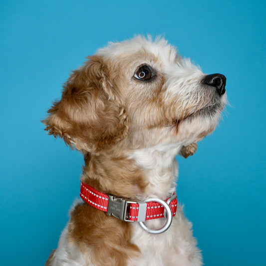 NightSafe Reflective Collar