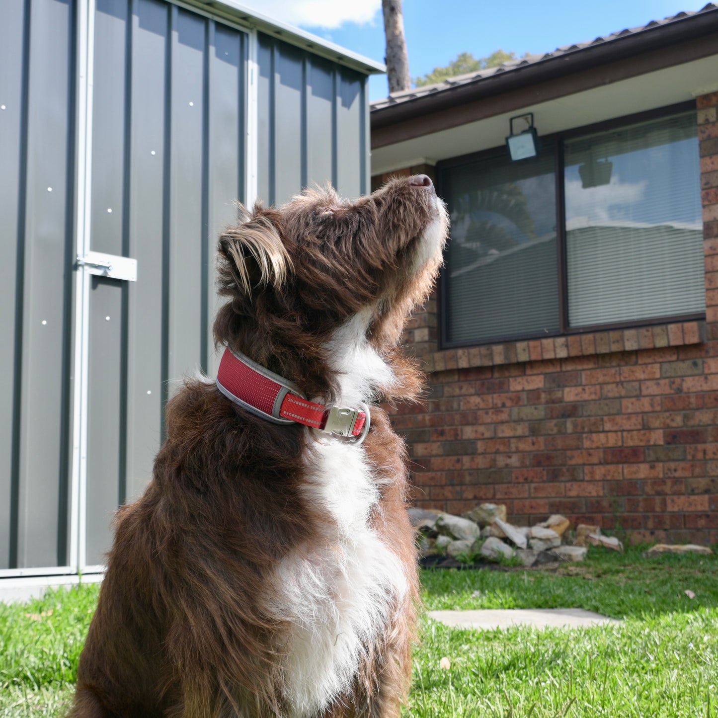 NightSafe Reflective Collar