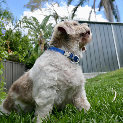 NightSafe Reflective Collar